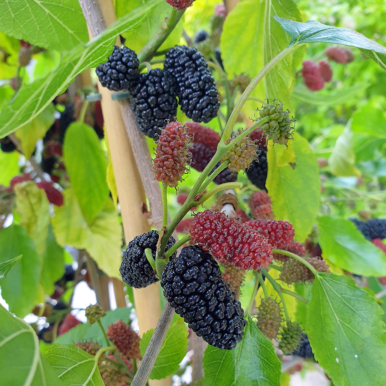 Mulberry Mojo Berry PP
