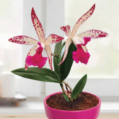 Bc Orchid Beverly Matherne (Brassocattleya hybrid)