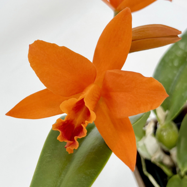 Rlc Orchid Linda Vee ‘Kira’ (Rhyncholaeliocattleya hybrid)