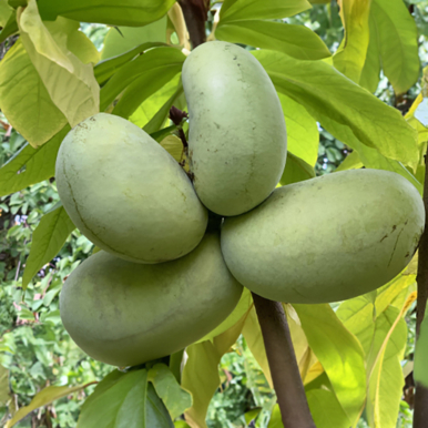 Paw Paw KSU Atwood™ (Asimina triloba)