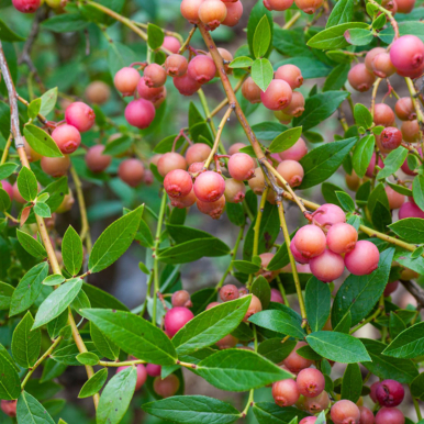 Blueberry Plant ‘Pink Lemonade’ (Vaccinium hybrid)