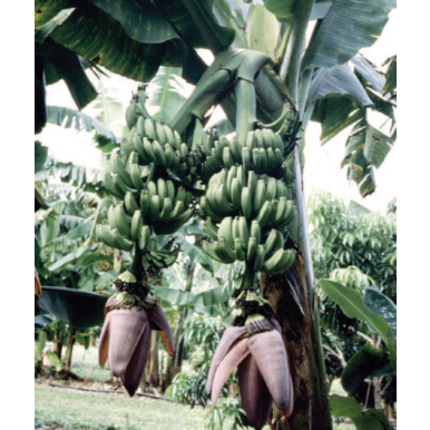 Banana Plant ‘Double Mahoi’ (Musa hybrid)