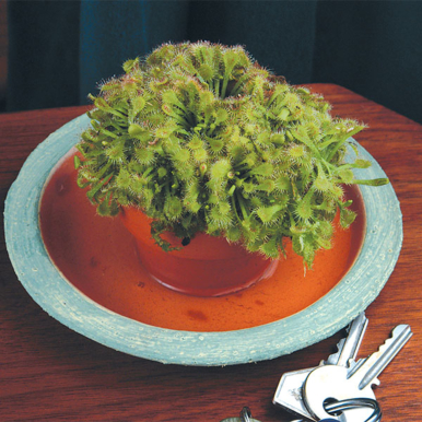 Spoon Leaf Sundew (Drosera spathulata)
