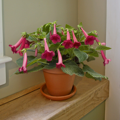 Sinningia ‘Prudence Risley’ (Sinningia hybrid)