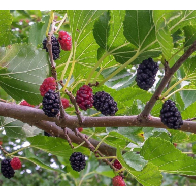 Hardy Fruiting Plants for Sale Online at Logee's