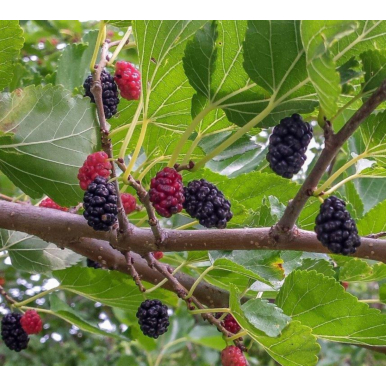 Mulberry Bush ‘Trader’ (Morus nigra)
