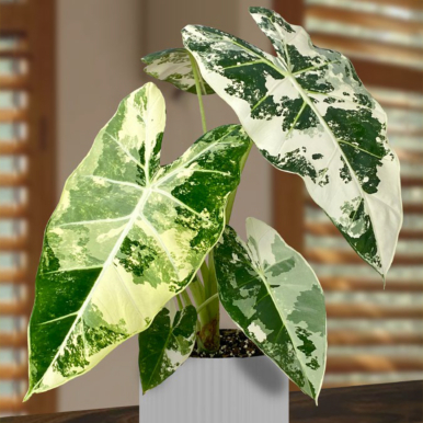 Alocasia ‘Variegated Frydek’