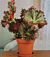 Begonia ‘Madame Queen’ (Begonia rhizomatous hybrid)