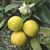 Palestine Sweet Lime Tree (Citrus aurantifolia hybrid) 