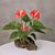 Hawaiian Volcano Plant™ (Anthurium species)