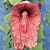 Dutchman’s Pipe ‘Brasiliensis’ (Aristolochia gigantea ‘Brasiliensis’)