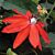 Passion Flower ‘Maui’ (Passiflora coccinea) 