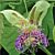 Passion Flower platyloba (Passiflora species)