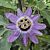 Passion Flower ‘Betty Myles Young’ (Passiflora hybrid)      