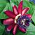Passion Flower 'Ruby Glow' (Passiflora alata)