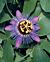 Passion Flower 'Monika Fischer' (Passiflora hybrid)  