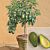 Avocado Tree ‘Day’ (Persea americana)