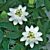 Passion Flower ‘White Wedding’ (Passiflora hybrid)