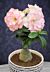 Desert Rose ‘Pearl’ (Adenium hybrid)