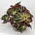 Begonia ‘Chocolate Mint’ (Begonia rhizomatous hybrid)