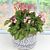 Begonia ‘Mini Me’ (Begonia rhizomatous hybrid)