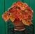 Begonia ‘Autumn Ember’ PPAF (Begonia rhizomatous hybrid)