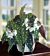Begonia ‘Wightii’ (Begonia maculata variegata)