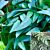 Epipremnum ‘Cebu Blue’ (Epipremnum pinnatum)