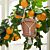Sweet Orange Tree ‘Cipo’ (Citrus sinensis hybrid)