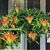 Orange Lipstick Plant (Aeschynanthus xsplendidus)