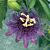 Passion Flower ‘Incense’ (Passiflora hybrid) 