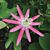 Passion Flower ‘Kew Gardens’ (Passiflora hybrid)
