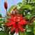 Passion Flower ‘Red Radiance’ (Passiflora hybrid)