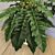 Philodendron ‘Jungle Boogie’ (Philodendron hybrid)