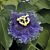 Passion Flower ‘Blue Eyed Susan’ (Passiflora hybrid)