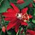 Red Passion Flower (Passiflora miniata)