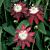 Passion Flower ‘Lady Margaret’ (Passiflora hybrid)