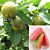 Guava Tree ‘Ruby Supreme’ (Psidium guajava)