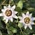 Passion Flower 'Clear Sky' (Passiflora caerulea)  
