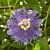 Passion Flower ‘Fata Confetto’ (Passiflora hybrid)