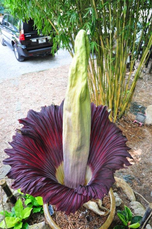 Inside of corpse flower