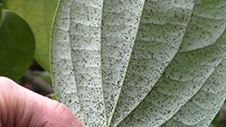 Spots on the backsides of the peppercorn plant leaves
