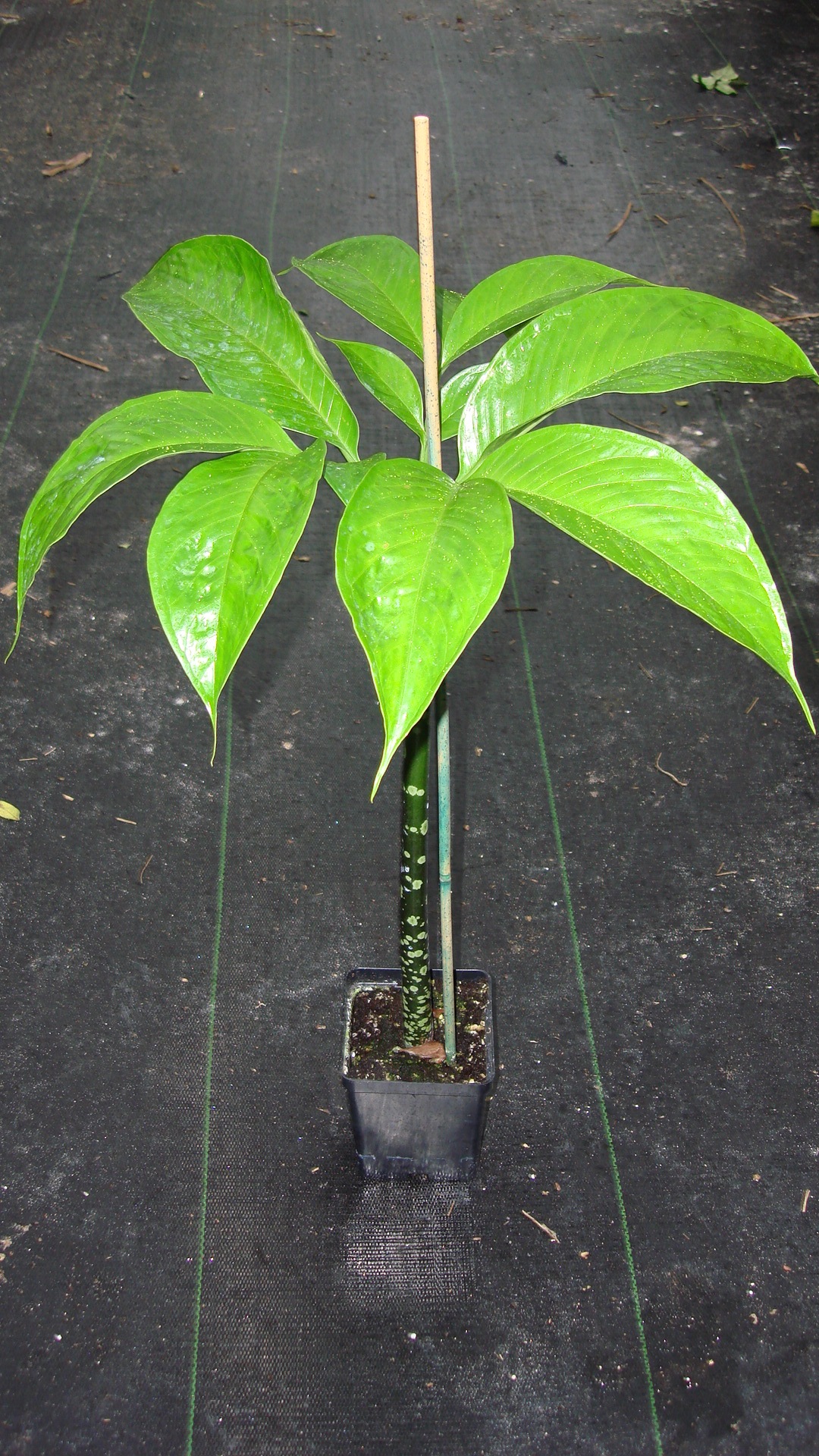petiole and leaves of young plant of corpse flower