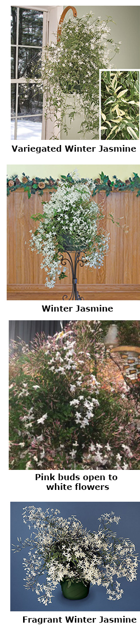 Winter Jasmine