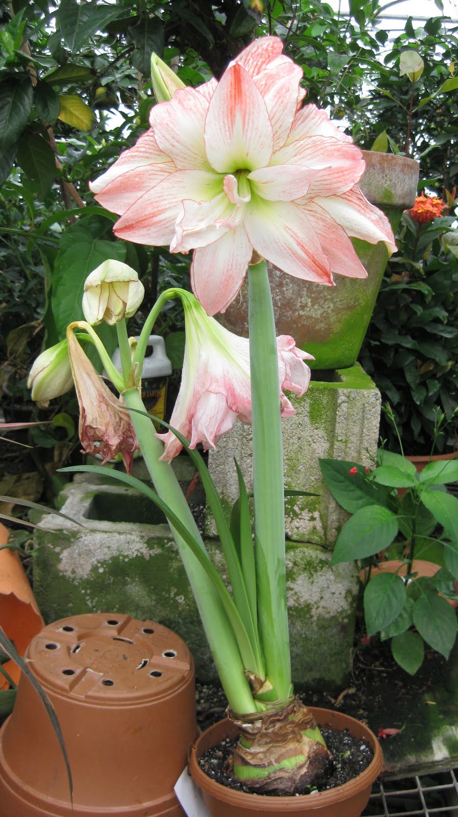 After Bloom Care For Amaryllis