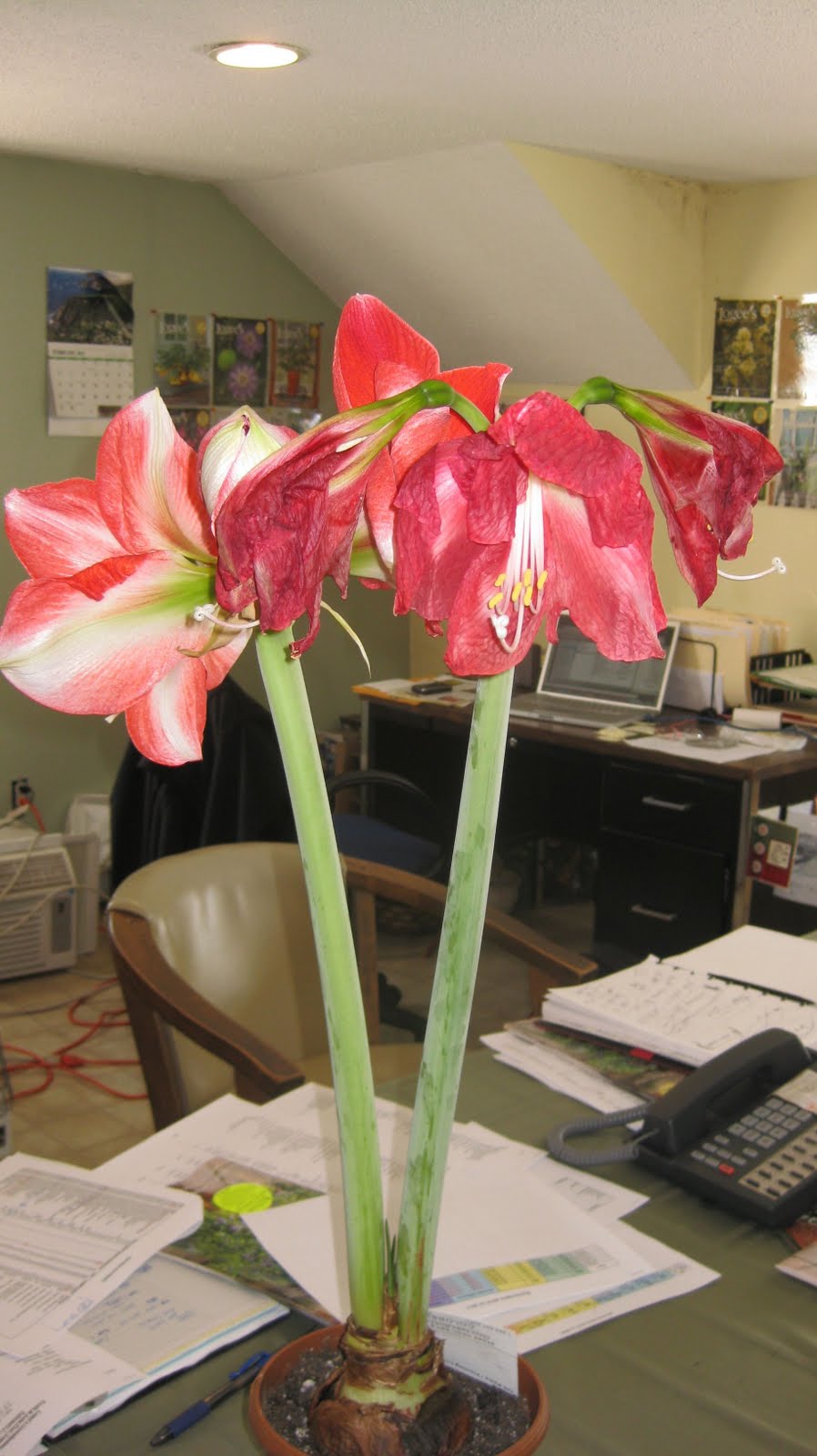 Amaryllis in our office that need plant care attention