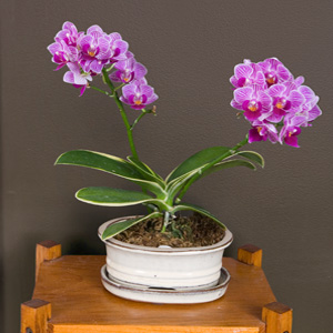Variegated Phalaenopsis