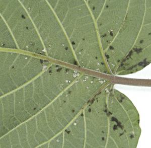 Clerodendrum Speciosissium Sotty Mold