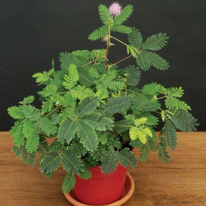 sensitive-plant-mimosa-pudica