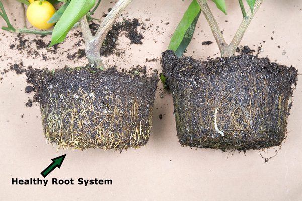 Root disease comparison